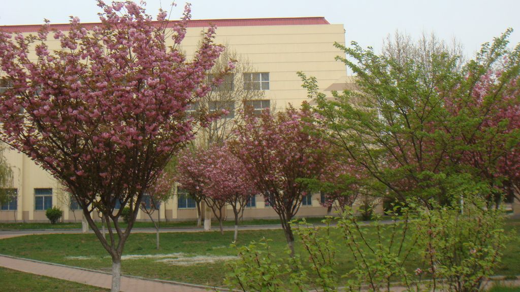 樱花中学